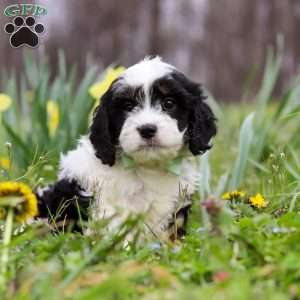 Nacho, Cavapoo Puppy